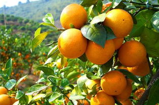 荆州21岁小伙借力电商销售柑橘,卖价涨了4倍