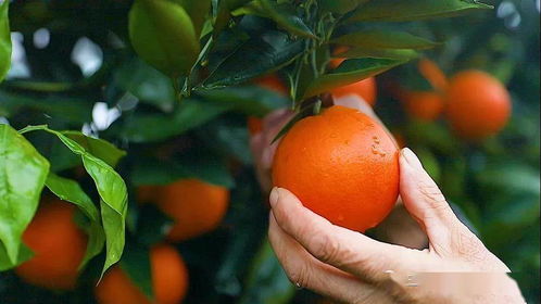 架起 鹊桥 助力三峡柑橘热销 线上已销售柑橘二万余吨
