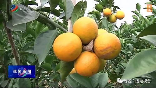 喜讯 茂名柑橘类水果产业发展迅猛,收获喜人