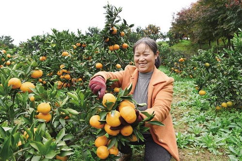 城固 政企携手促柑橘销售