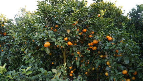 广西柑橘最热两大国家农产品地理标志产品,荔浦砂糖桔,武鸣沃柑