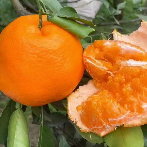 众多柑橘品种中,爱媛销售正火,可为啥果农们不跟风扩种