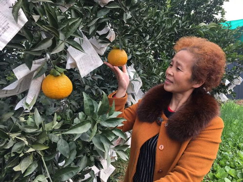记者调研 种植面积近百万亩,眉山将打造全国最大晚熟柑橘产区