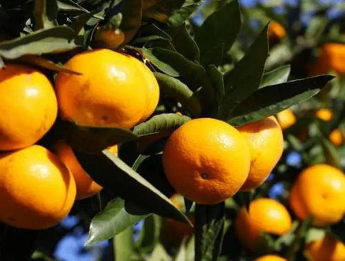柑橘的种植要点,操作非常简单,所有果农都需要