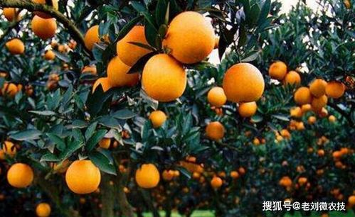 柑橘的种植要点,操作非常简单,所有果农都需要
