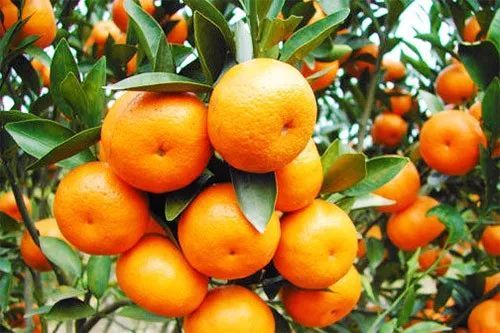 第十八届湖南石门柑橘节将于9月28日浓情开幕