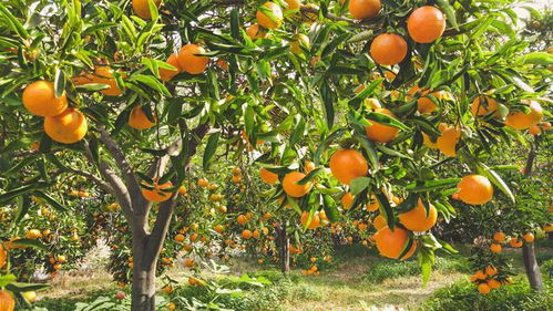 水溶肥,柑橘种植户强烈推荐