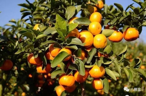 今年广西柑橘产量将达140亿斤,全国人均10斤 全州亲们你们种了吗