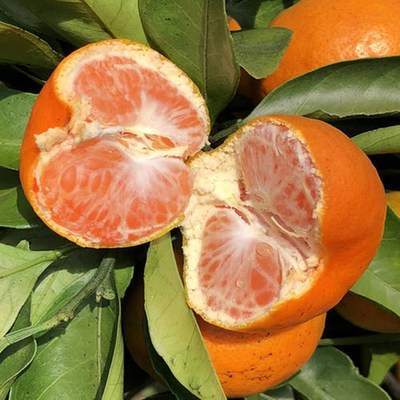 提升北缘产区柑橘品质的关键技术措施