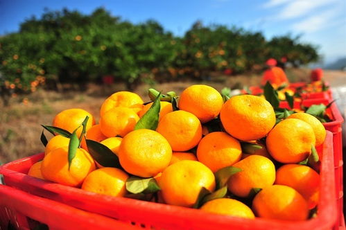 生态品质铸就 夷陵红 柑橘产销两旺