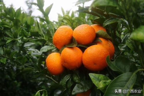 广西力促柑橘销售之十 象州代县长化身网络主播卖沃柑 5万公斤沃柑全部售罄