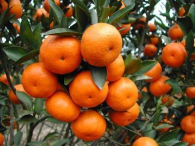 石门县多措并举化解疫情对柑橘销售影响