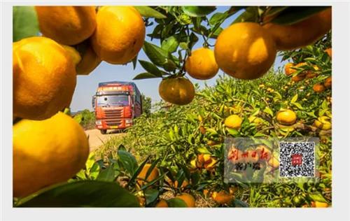 荆州公安县柑橘丰收 农户 电商 合作社 模式助推特色产业发展