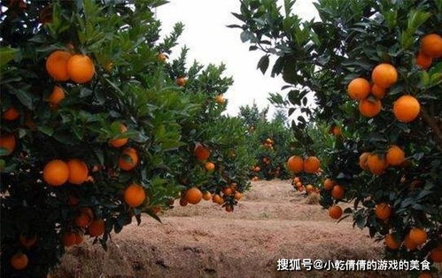 众多橘柑低价难卖,它一个月5元涨到8元,农民却还不赚钱