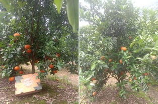 武鲜柑 作为新柑橘品种第一年强势推向市场