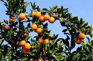 权威发布│全国柑橘产业30强县 市 名单于 2018中国柑橘产业年会 隆重揭晓