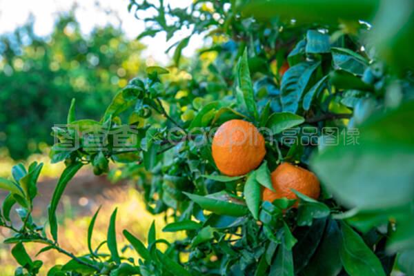 树上的柑橘,为出口到北欧而种植