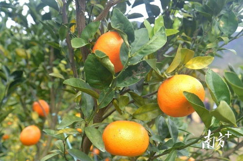 十万火急 河源紫金县250万斤成熟优质柑橘亟待销售
