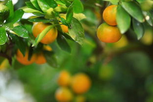 11月1日起,上海13座公园直销地产柑橘,生产 小年 的柑橘品质如何