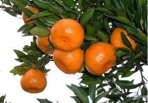 Chinese Honey Oranges hit the market china.org.cn